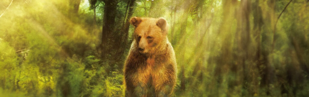 Il passaggio dell’orso di Giuseppe Festa