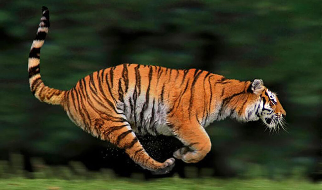 tigre che corre